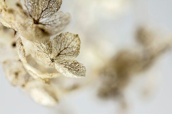 Lichen sclero-atrofico vulvare: le terapie che silenziano i sintomi